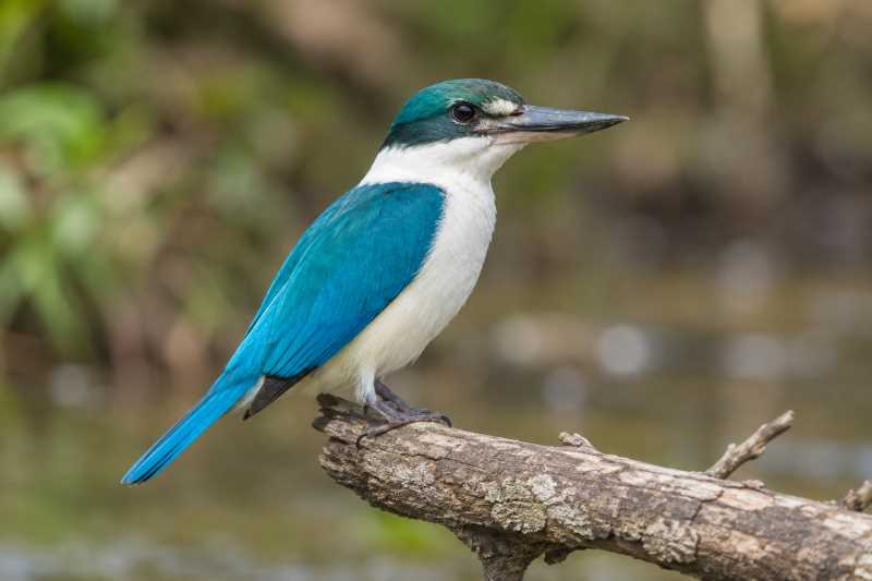 Image of a Chattering Kingfisher in its natural habitat