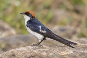 Image of a Chestnut-collared Swallow in its natural habitat