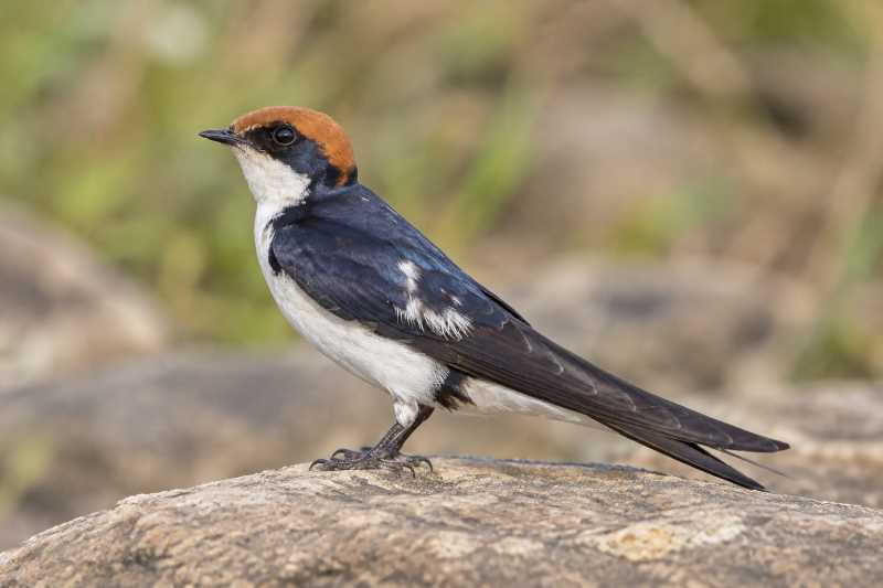 Image of a Chestnut-collared Swallow in its natural habitat