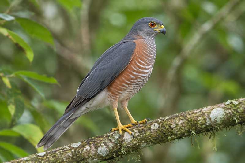 Image of a Chestnut-flanked Sparrowhawk in its natural habitat