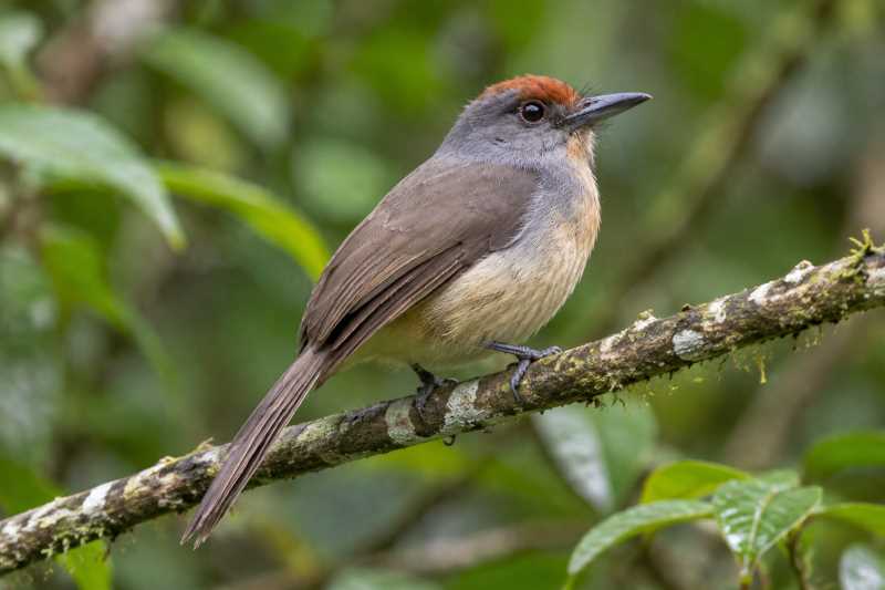 Image of a Chestnut-headed Nunlet in its natural habitat