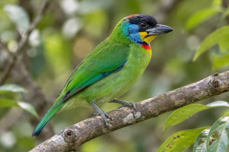 Image of a Chinese Barbet in its natural habitat