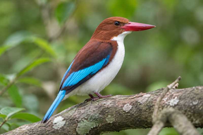 Image of a Chocolate-backed Kingfisher in its natural habitat