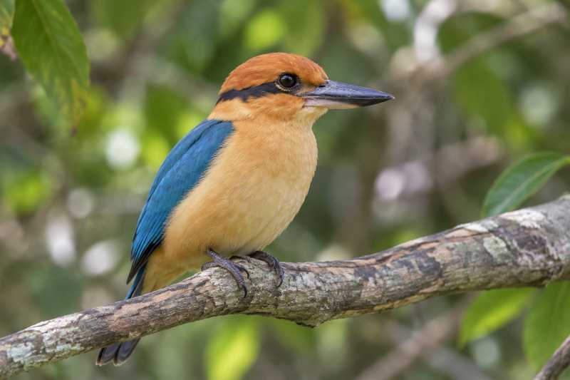 Image of a Cinnamon-banded Kingfisher in its natural habitat