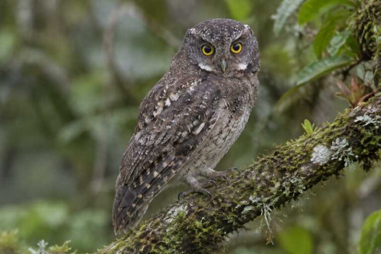 Image of a Cloud-forest Screech Owl in its natural habitat