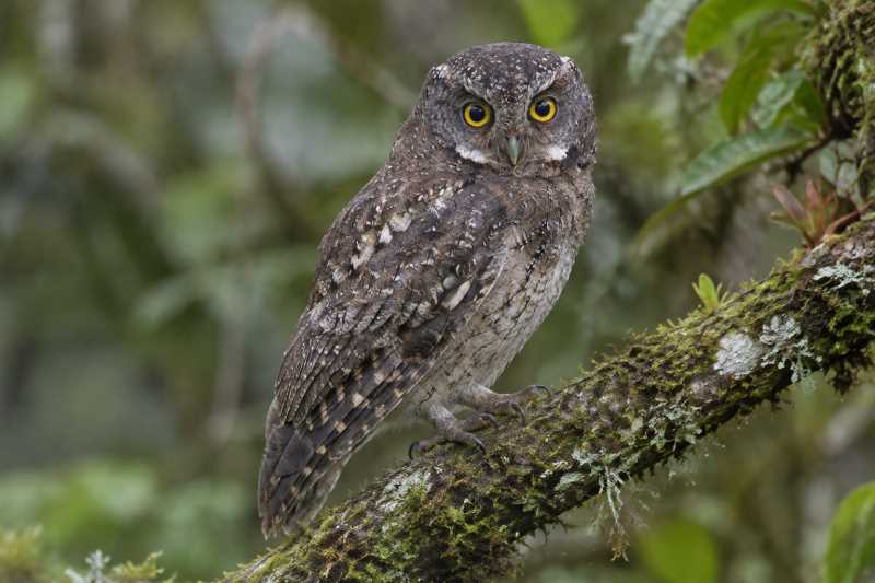 Image of a Cloud-forest Screech Owl in its natural habitat
