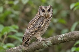 Image of a Collared Scops Owl in its natural habitat