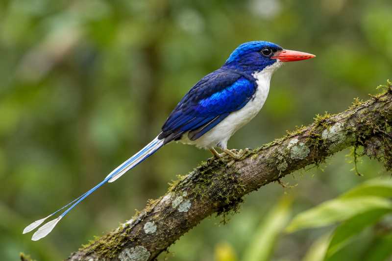 Image of a Common Paradise Kingfisher in its natural habitat