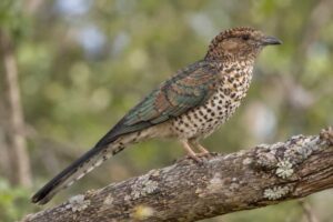 Image of a Cuckoo-roller in its natural habitat