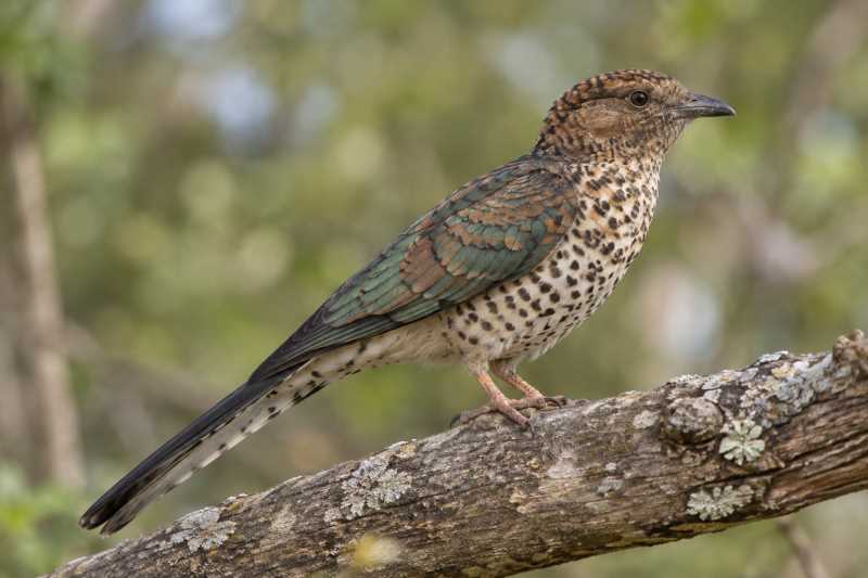 Image of a Cuckoo-roller in its natural habitat
