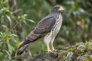 Image of a Doria's Hawk in its natural habitat