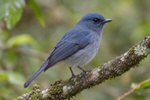 Image of a Dull-blue Flycatcher in its natural habitat