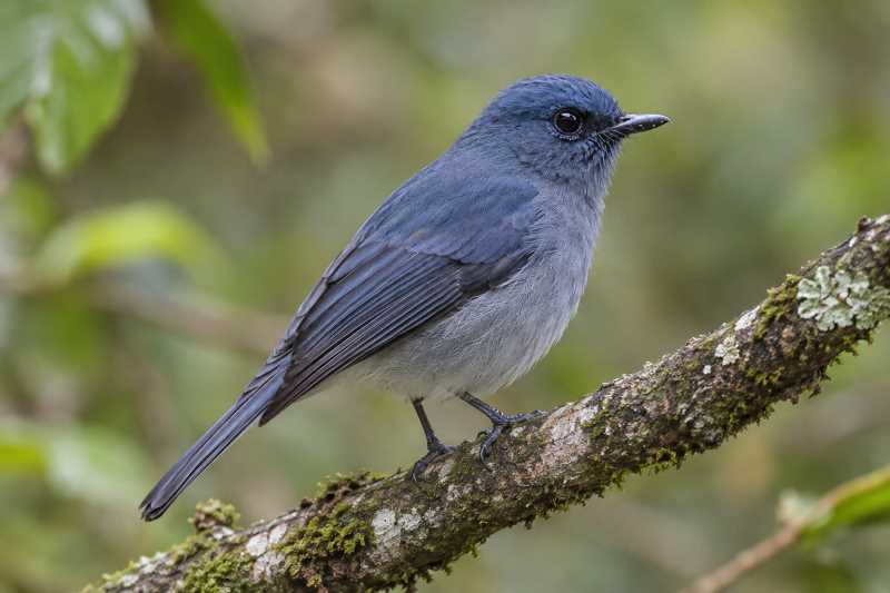 Image of a Dull-blue Flycatcher in its natural habitat