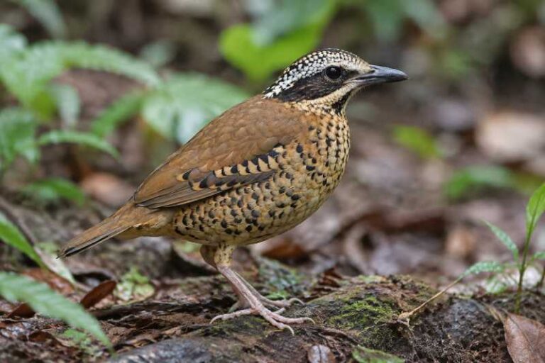 Image of a Eared Pitta in its natural habitat