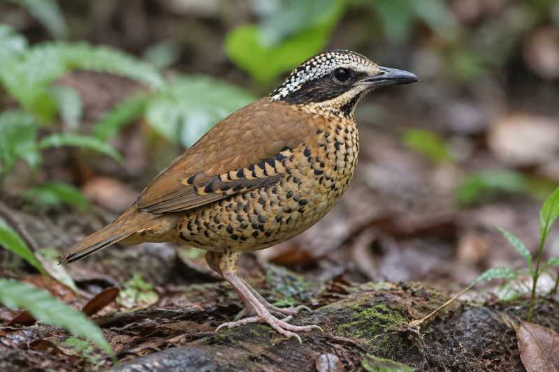Image of a Eared Pitta in its natural habitat