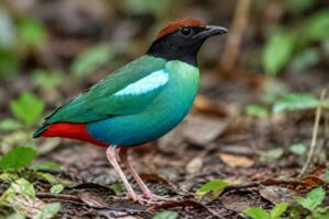 Image of a Eastern Hooded Pitta in its natural habitat