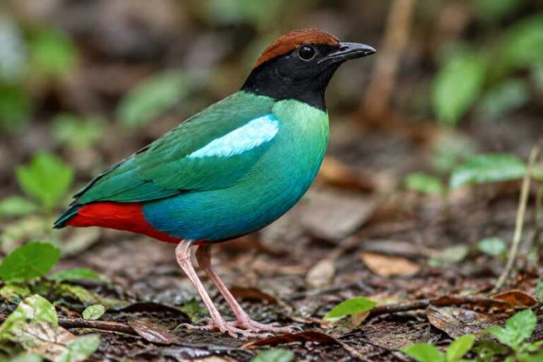 Image of a Eastern Hooded Pitta in its natural habitat