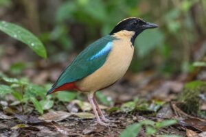 Image of a Elegant Pitta in its natural habitat