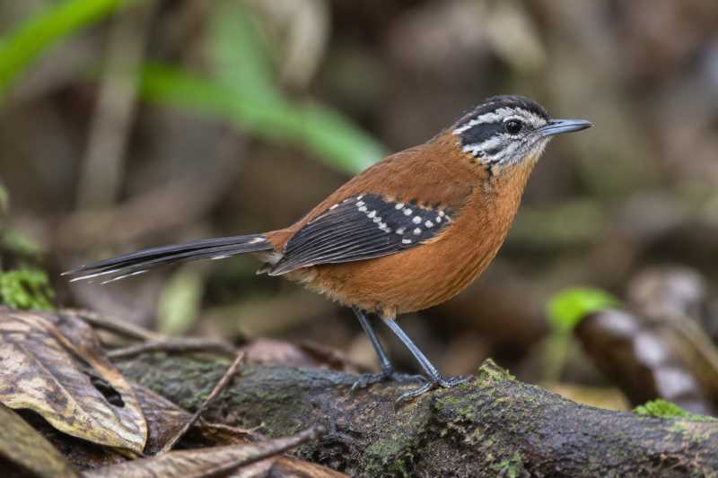 Image of a Ferruginous-backed Antbird in its natural habitat