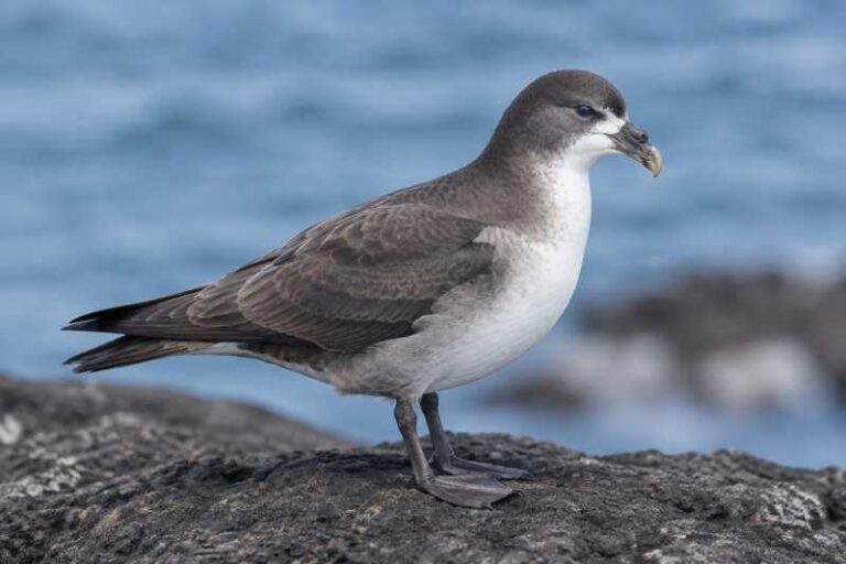 Image of a Galapagos Petrel in its natural habitat