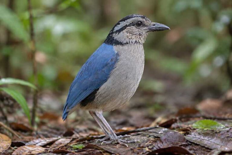 Image of a Giant Pitta in its natural habitat