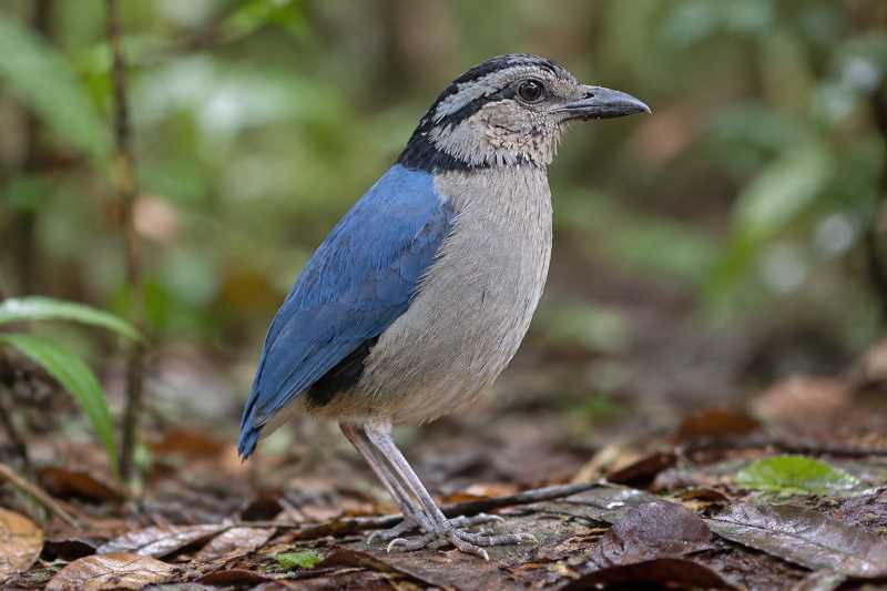 Image of a Giant Pitta in its natural habitat
