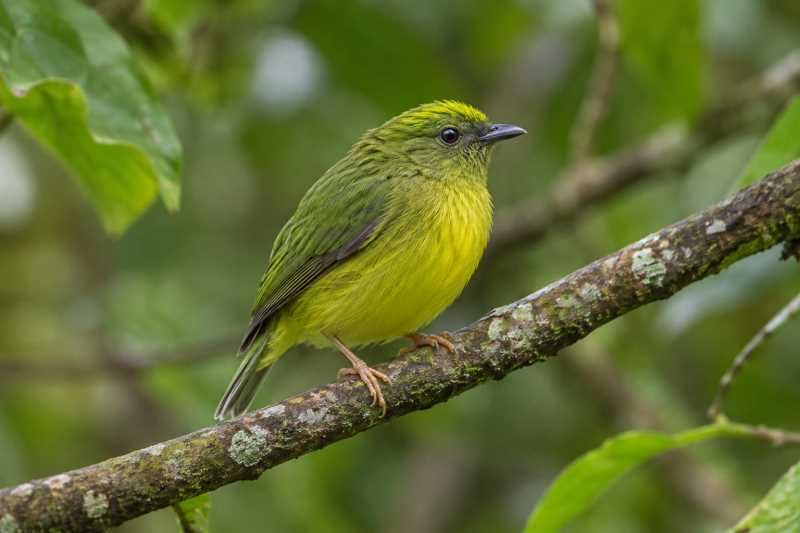 Image of a Golden-crowned Manakin in its natural habitat
