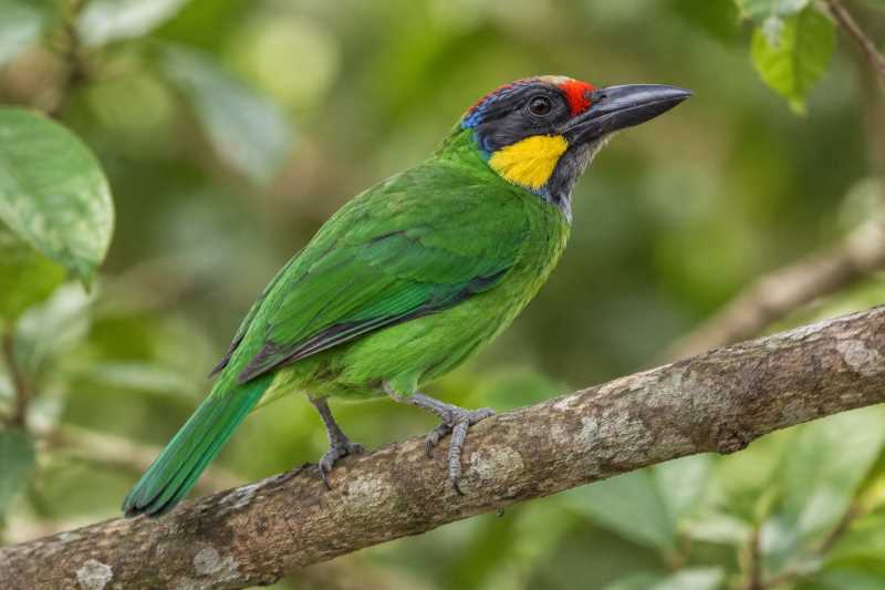 Image of a Golden-whiskered Barbet in its natural habitat
