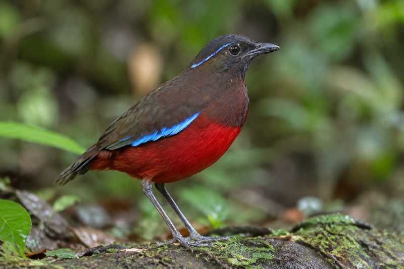 Image of a Graceful Pitta in its natural habitat