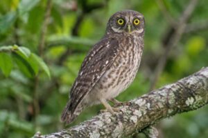 Image of a Guadalcanal Owl in its natural habitat