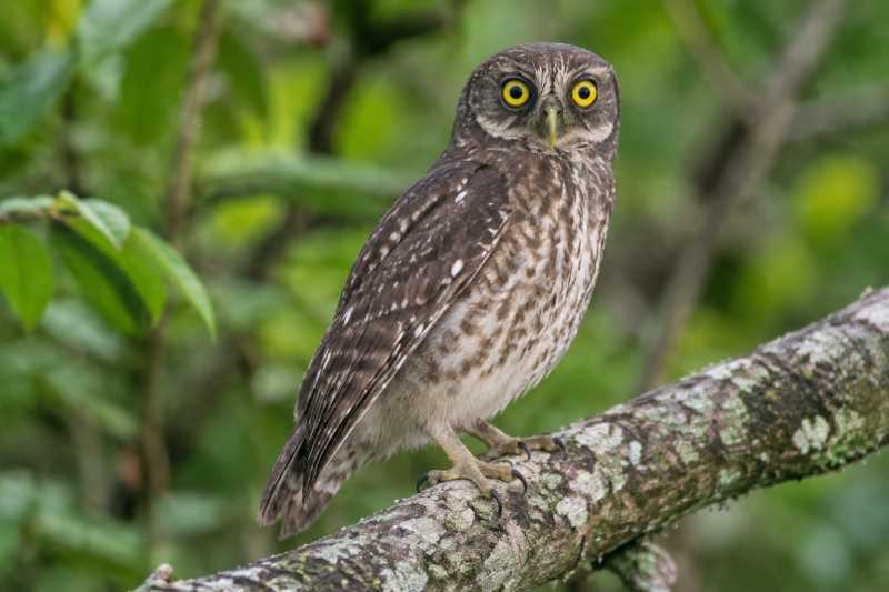 Image of a Guadalcanal Owl in its natural habitat