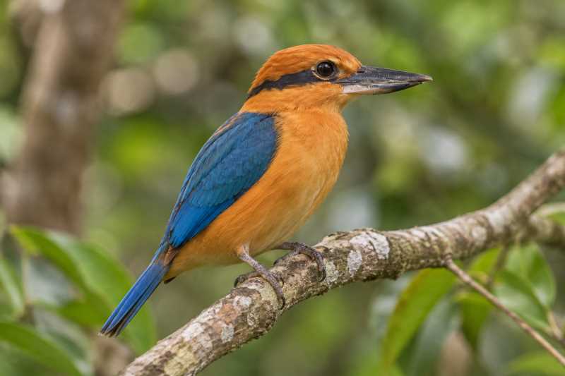 Image of a Guam Kingfisher in its natural habitat