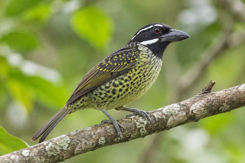 Image of a Hairy-breasted Barbet in its natural habitat