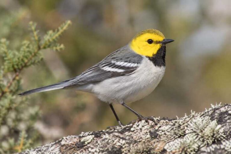 Image of a Hermit Warbler in its natural habitat