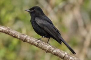 Image of a Hudson's Black Tyrant in its natural habitat