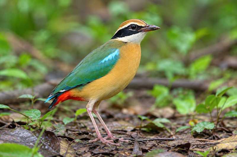 Image of a Indian Pitta in its natural habitat