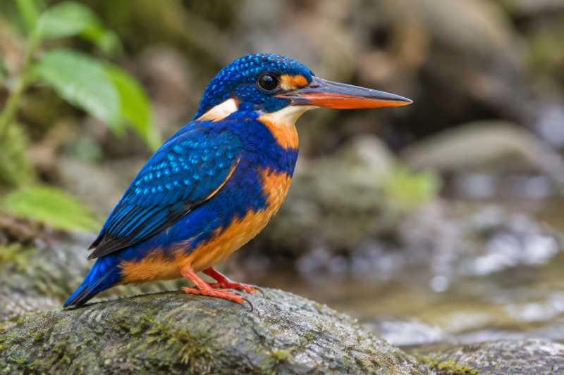Image of a Indigo-banded Kingfisher in its natural habitat