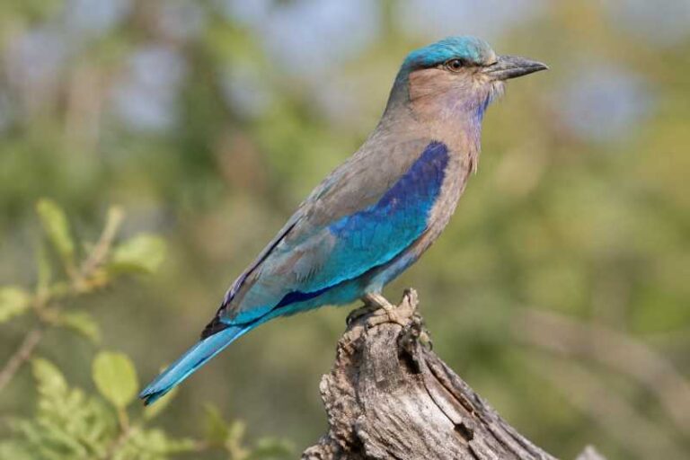Image of a Indochinese Roller in its natural habitat