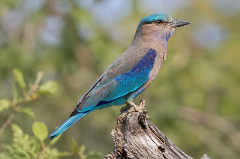 Image of a Indochinese Roller in its natural habitat