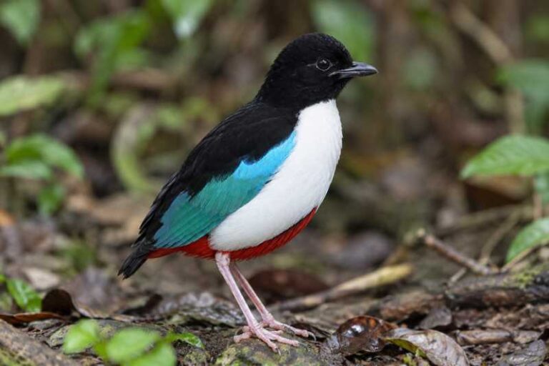 Image of a Ivory-breasted Pitta in its natural habitat