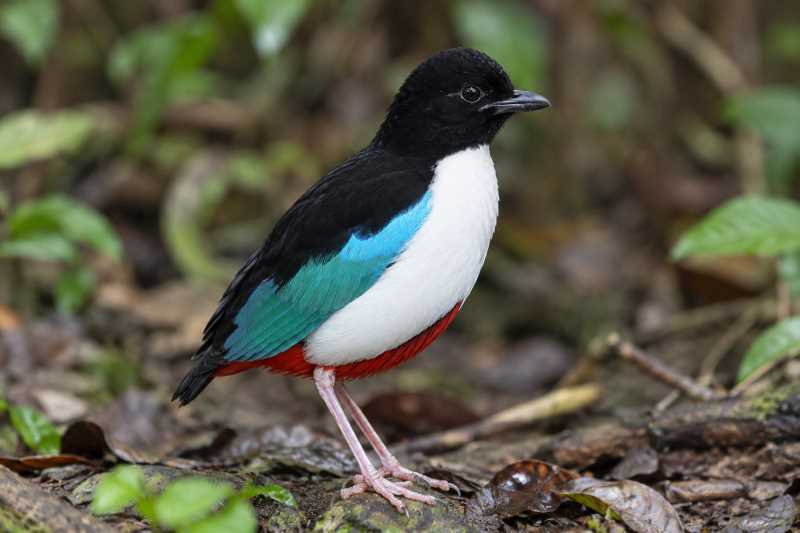 Image of a Ivory-breasted Pitta in its natural habitat