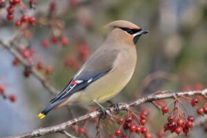Image of a Japanese Waxwing in its natural habitat