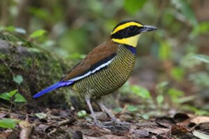 Image of a Javan Banded Pitta in its natural habitat