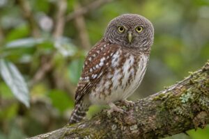 Image of a Javan Owlet in its natural habitat