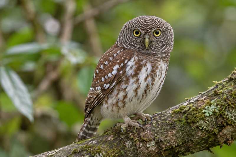 Image of a Javan Owlet in its natural habitat