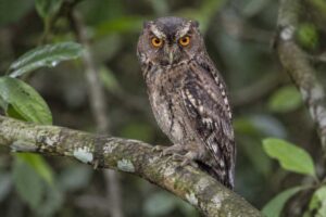 Image of a Javan Scops Owl in its natural habitat