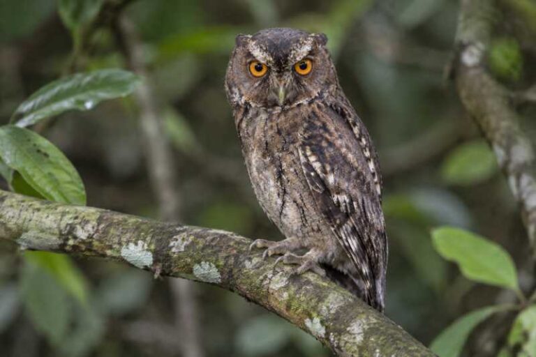 Image of a Javan Scops Owl in its natural habitat