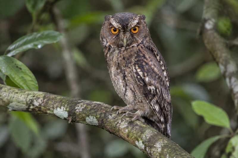 Image of a Javan Scops Owl in its natural habitat