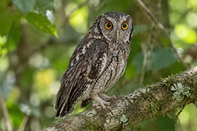 Image of a Koepcke's Screech Owl in its natural habitat