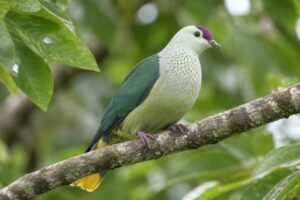 Image of a Kosrae Fruit Dove in its natural habitat